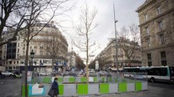 un chêne, planté pour l'occasion comme arbre du souvenir sur la Place de la République